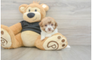 Adorable Havadoodle Poodle Mix Puppy