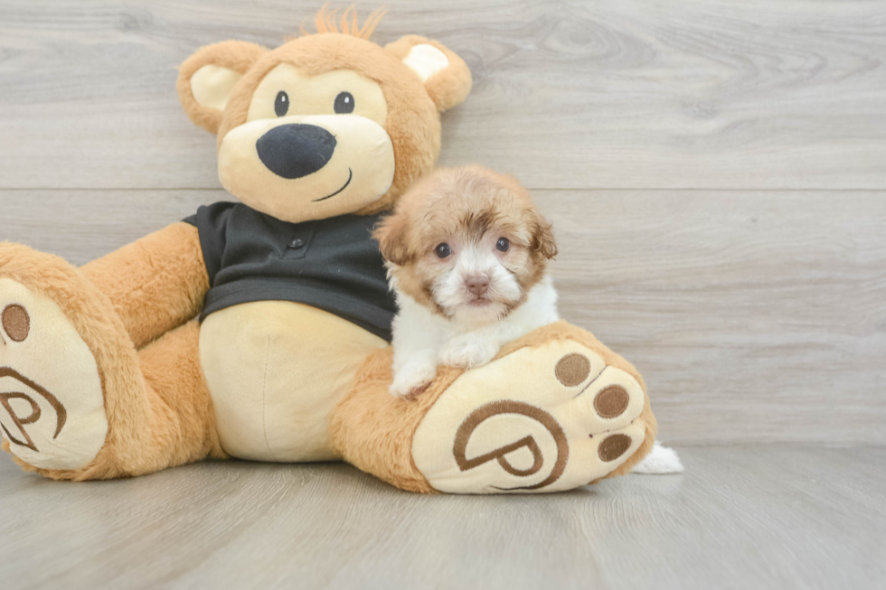 Adorable Havadoodle Poodle Mix Puppy