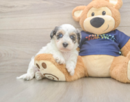 7 week old Havapoo Puppy For Sale - Florida Fur Babies