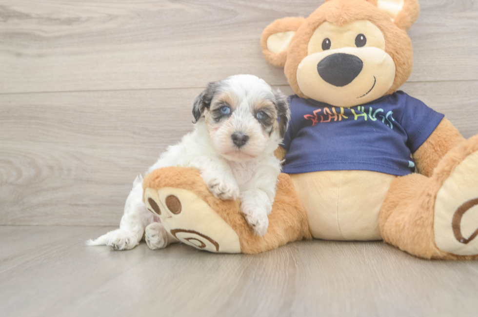 5 week old Havapoo Puppy For Sale - Florida Fur Babies