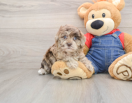 6 week old Havapoo Puppy For Sale - Florida Fur Babies