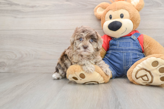 Havapoo Pup Being Cute