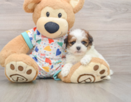 8 week old Havapoo Puppy For Sale - Florida Fur Babies