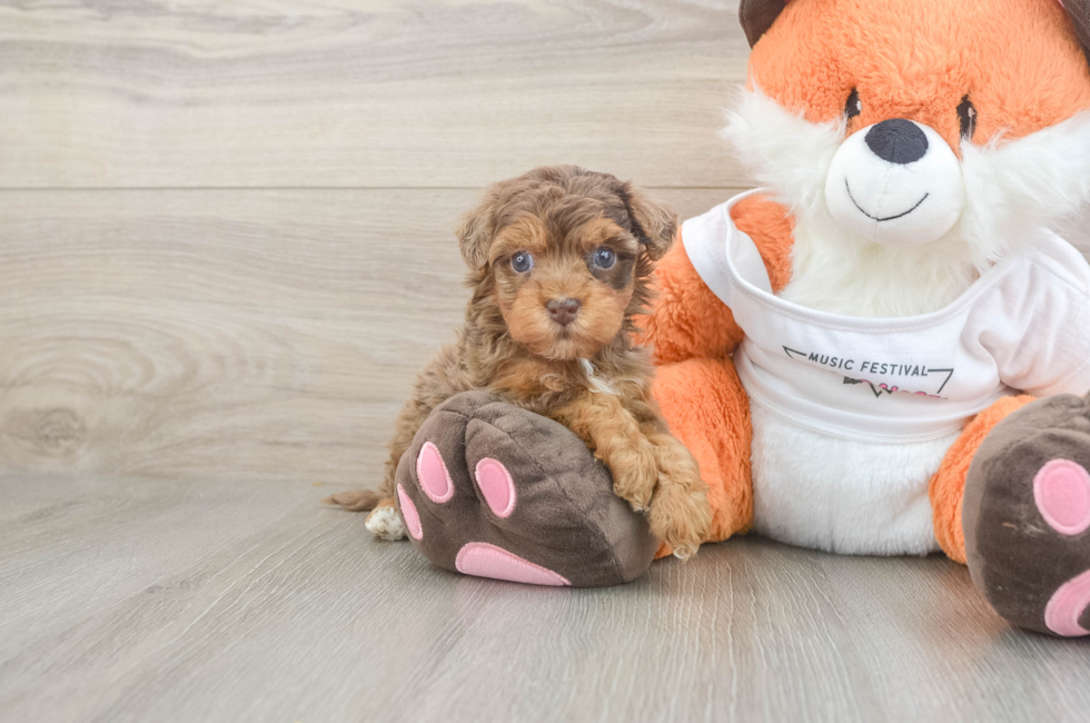 5 week old Havapoo Puppy For Sale - Florida Fur Babies