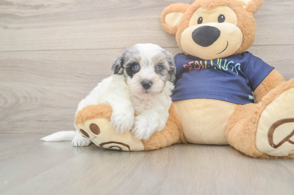5 week old Havapoo Puppy For Sale - Florida Fur Babies