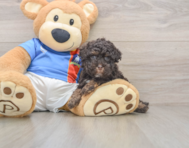 8 week old Havapoo Puppy For Sale - Florida Fur Babies