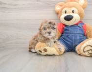 6 week old Havapoo Puppy For Sale - Florida Fur Babies
