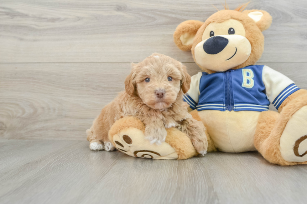 Playful Havadoodle Poodle Mix Puppy