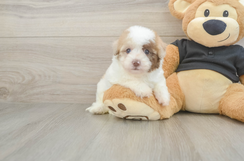 5 week old Havapoo Puppy For Sale - Florida Fur Babies