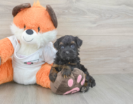 8 week old Havapoo Puppy For Sale - Florida Fur Babies