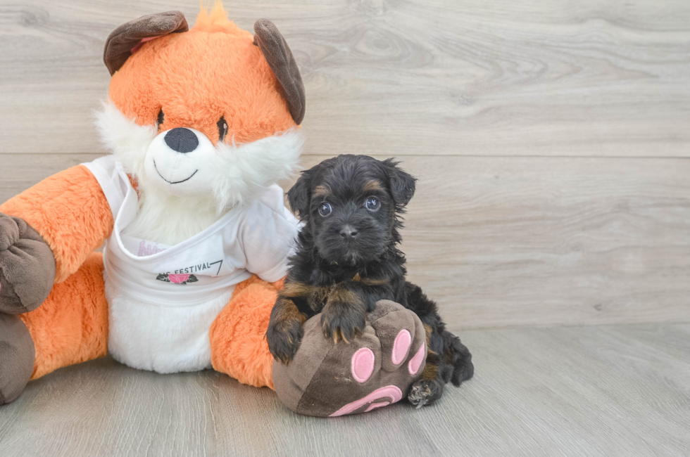5 week old Havapoo Puppy For Sale - Florida Fur Babies