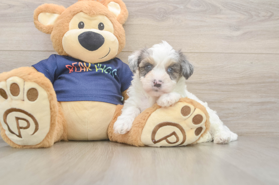 5 week old Havapoo Puppy For Sale - Florida Fur Babies