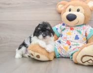 6 week old Havapoo Puppy For Sale - Florida Fur Babies