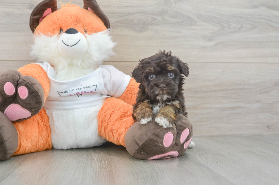 5 week old Havapoo Puppy For Sale - Florida Fur Babies