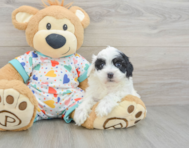 8 week old Havapoo Puppy For Sale - Florida Fur Babies