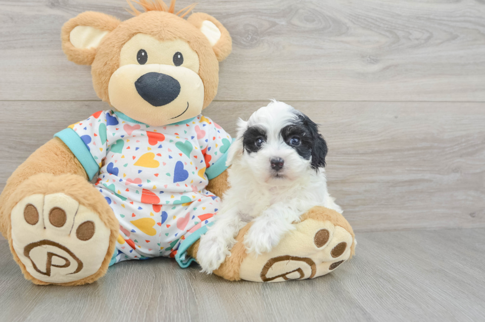 5 week old Havapoo Puppy For Sale - Florida Fur Babies