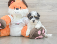 8 week old Havapoo Puppy For Sale - Florida Fur Babies