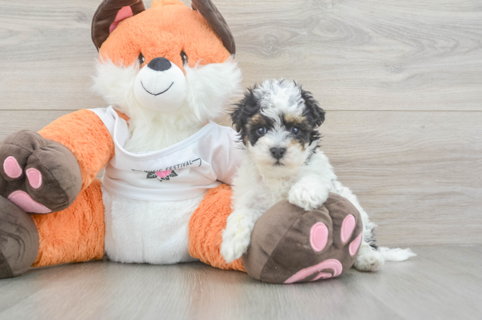 5 week old Havapoo Puppy For Sale - Florida Fur Babies