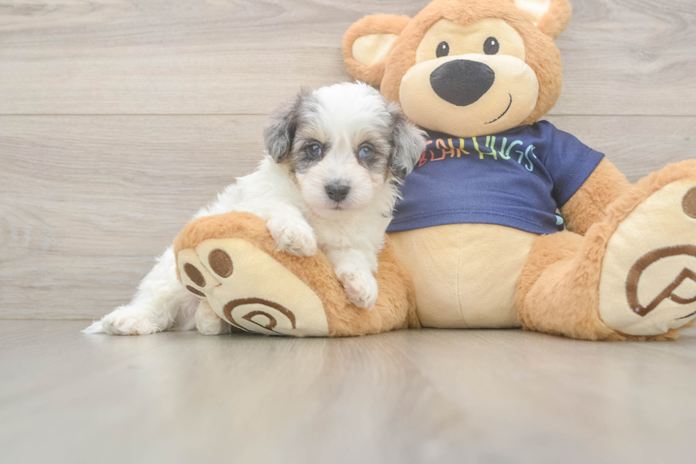 Little Havadoodle Poodle Mix Puppy