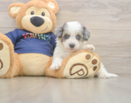 7 week old Havapoo Puppy For Sale - Florida Fur Babies