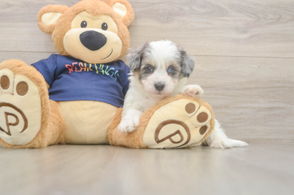 5 week old Havapoo Puppy For Sale - Florida Fur Babies