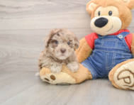 6 week old Havapoo Puppy For Sale - Florida Fur Babies