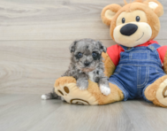 8 week old Havapoo Puppy For Sale - Florida Fur Babies