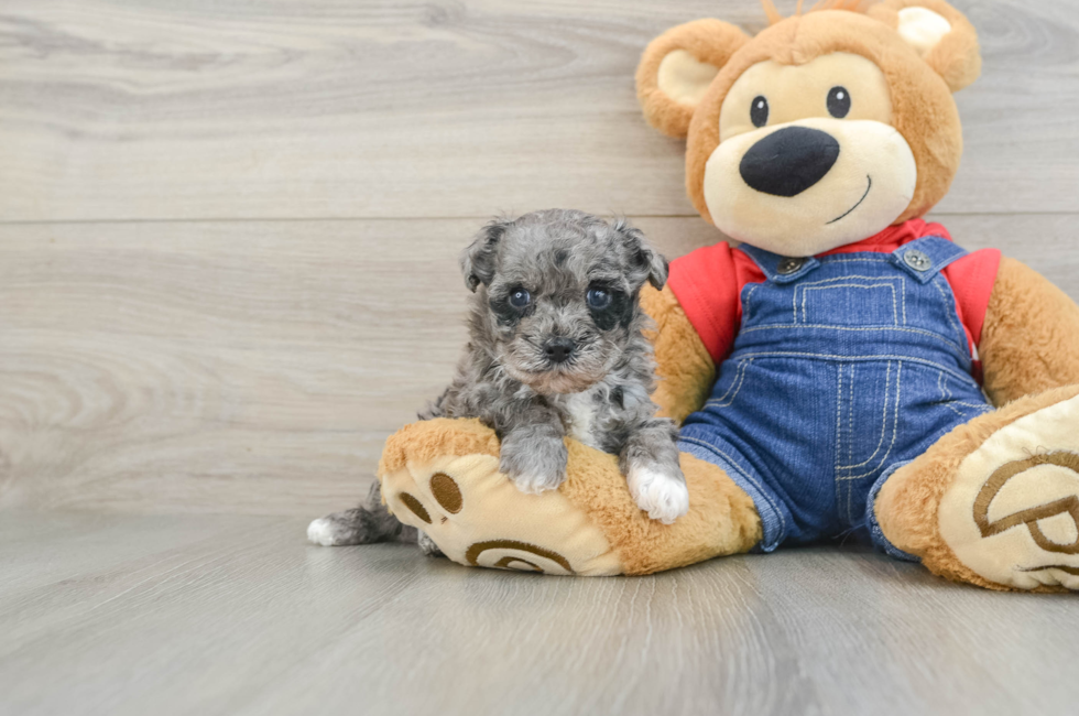 6 week old Havapoo Puppy For Sale - Florida Fur Babies