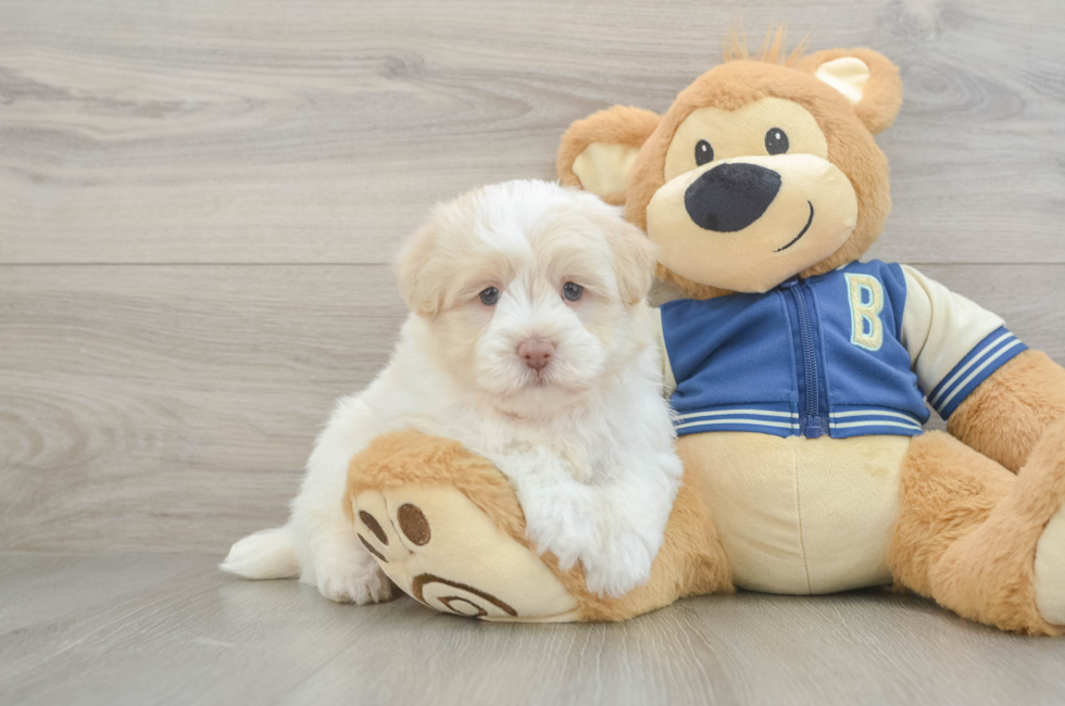 5 week old Havapoo Puppy For Sale - Florida Fur Babies