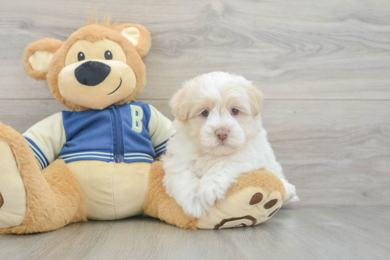 Meet Obi - our Havapoo Puppy Photo 3/3 - Florida Fur Babies