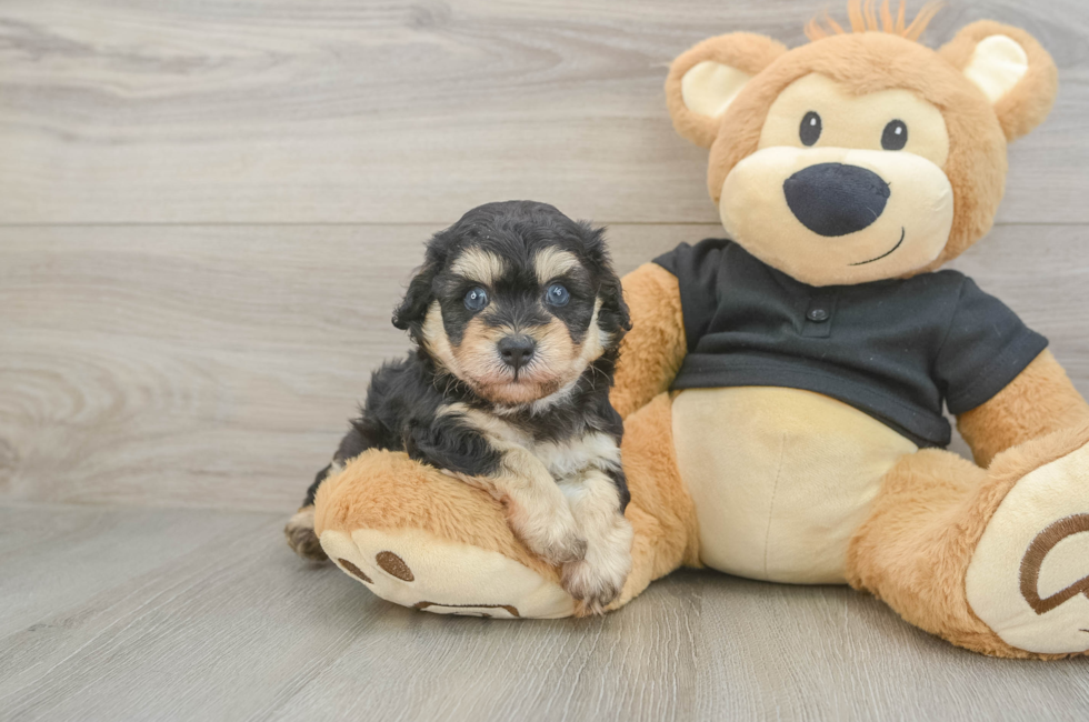 5 week old Havapoo Puppy For Sale - Florida Fur Babies