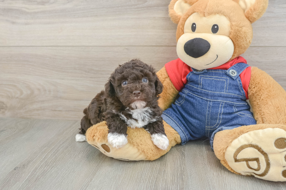 Fluffy Havapoo Poodle Mix Pup