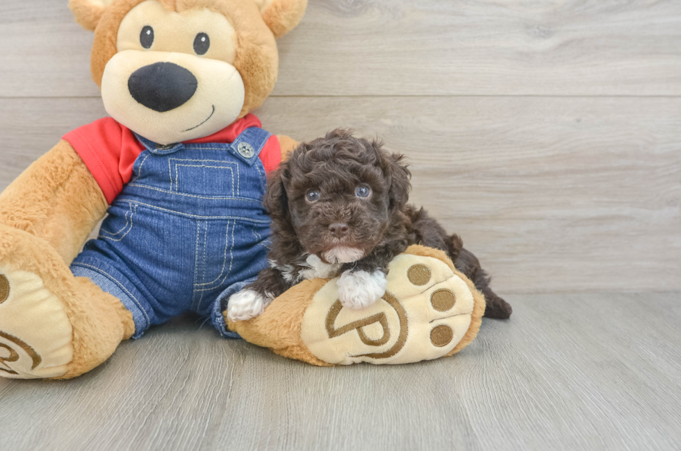 5 week old Havapoo Puppy For Sale - Florida Fur Babies
