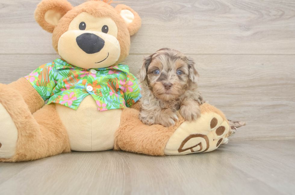5 week old Havapoo Puppy For Sale - Florida Fur Babies