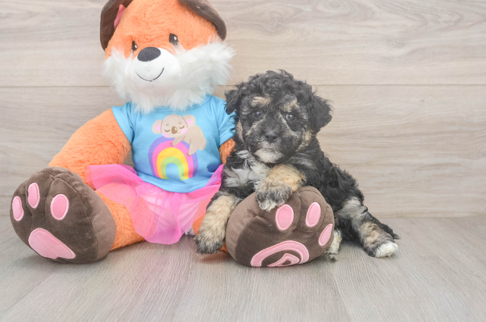 6 week old Havapoo Puppy For Sale - Florida Fur Babies