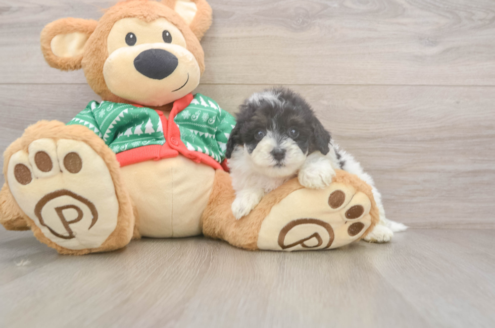 5 week old Havapoo Puppy For Sale - Florida Fur Babies