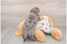 Little Havadoodle Poodle Mix Puppy