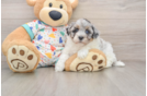 Best Havapoo Baby