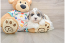 Havapoo Pup Being Cute