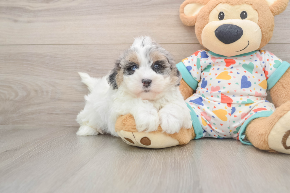 Smart Havapoo Poodle Mix Pup