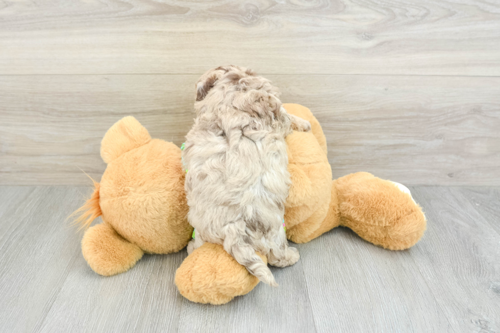 Little Havadoodle Poodle Mix Puppy