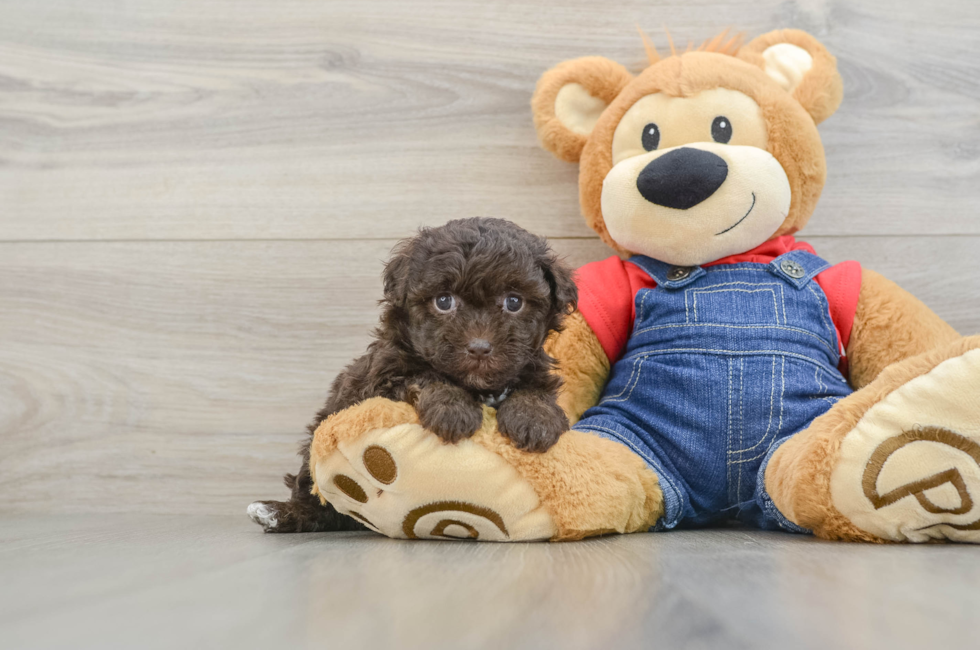 6 week old Havapoo Puppy For Sale - Florida Fur Babies