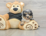 8 week old Havapoo Puppy For Sale - Florida Fur Babies