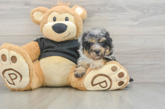 Petite Havapoo Poodle Mix Pup