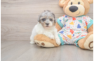 Havapoo Pup Being Cute