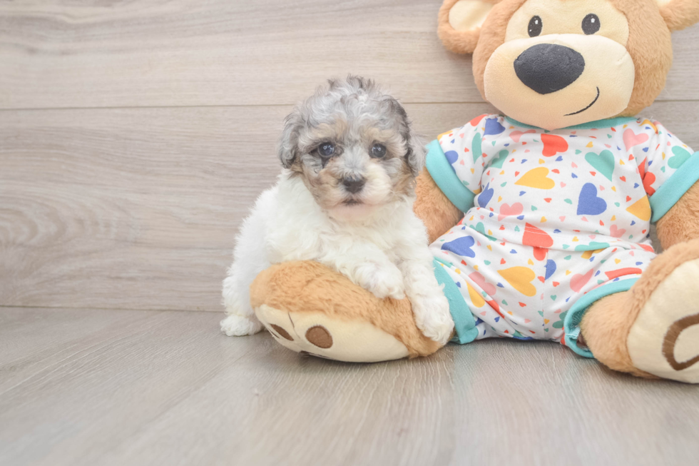 Havapoo Pup Being Cute