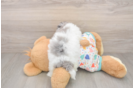 Little Havadoodle Poodle Mix Puppy