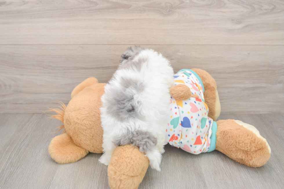 Little Havadoodle Poodle Mix Puppy