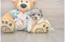 Best Havapoo Baby