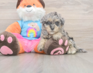 8 week old Havapoo Puppy For Sale - Florida Fur Babies